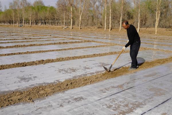 大棚地膜覆盖误区，地膜覆盖时切记不要紧靠在蔬菜茎秆