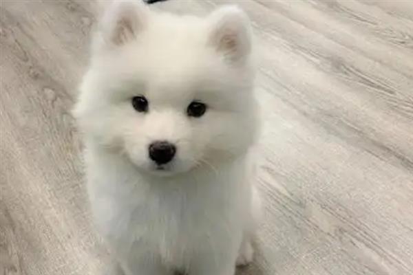 萨摩耶乱咬东西怎么解决，批评和奖励结合