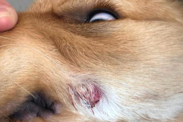狗狗常见眼睛疾病用什么药，青霉素、氯霉素、四环素等药物可酌情使用