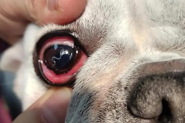 狗狗常见眼睛疾病用什么药，青霉素、氯霉素、四环素等药物可酌情使用