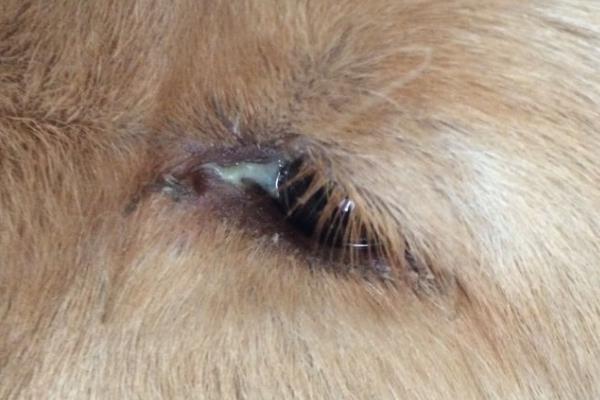 狗狗常见眼睛疾病用什么药，青霉素、氯霉素、四环素等药物可酌情使用