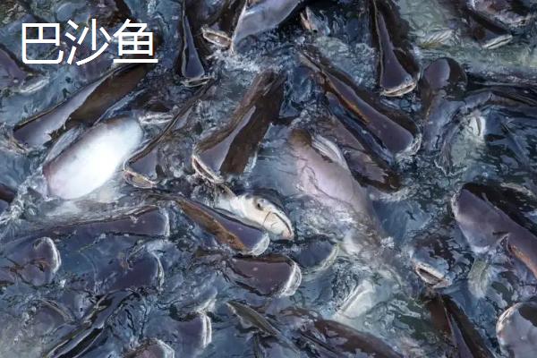 龙利鱼和巴沙鱼的区别是什么，价格和外观均不同
