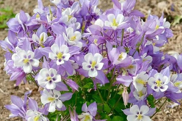 耧斗菜的开花时间，一般为5-7月份