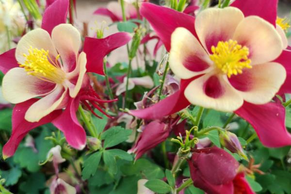 耧斗菜的开花时间，一般为5-7月份