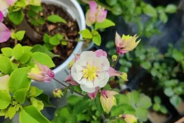 耧斗菜的开花时间，一般为5-7月份