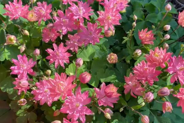 耧斗菜的开花时间，一般为5-7月份