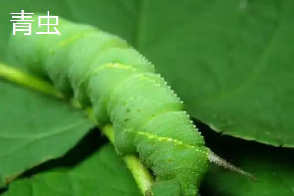 敌百杀虫剂的使用注意事项,不宜与碱性药物同时使用