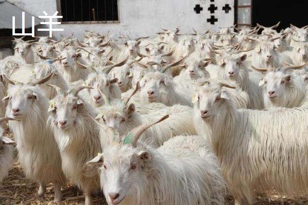 敌百杀虫剂的使用注意事项,不宜与碱性药物同时使用