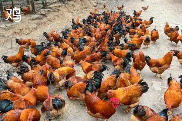 敌百杀虫剂的使用注意事项,不宜与碱性药物同时使用