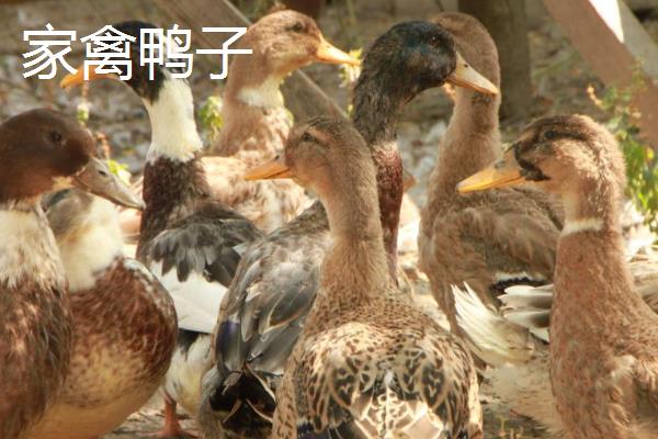 敌百杀虫剂的使用注意事项,不宜与碱性药物同时使用