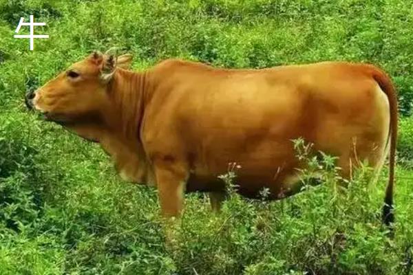 敌百杀虫剂的使用注意事项,不宜与碱性药物同时使用