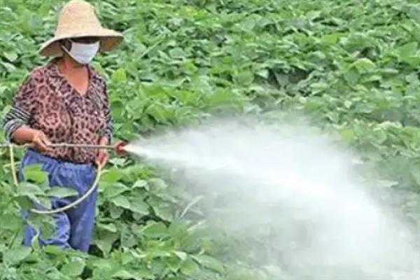 硼肥过量如何补救，可根据情况增施氮肥缓解肥害