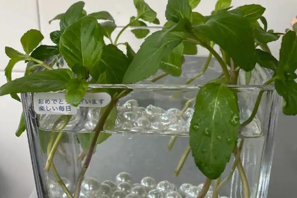 薄荷插枝能不能活，存活率是很高的