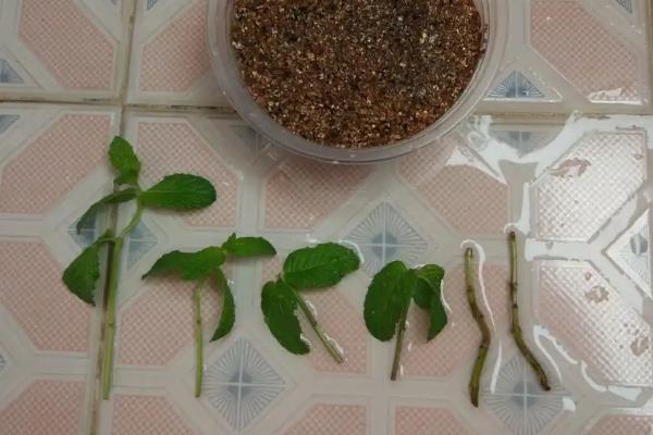 薄荷插枝能不能活，存活率是很高的