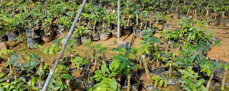 绿奇楠的适宜种植地点，以常温、高湿的环境为宜