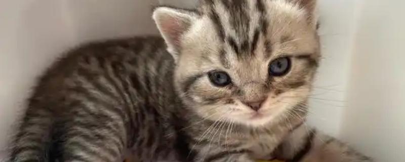 猫结膜炎怎么办，用温热的淡盐水敷眼能够杀菌消炎