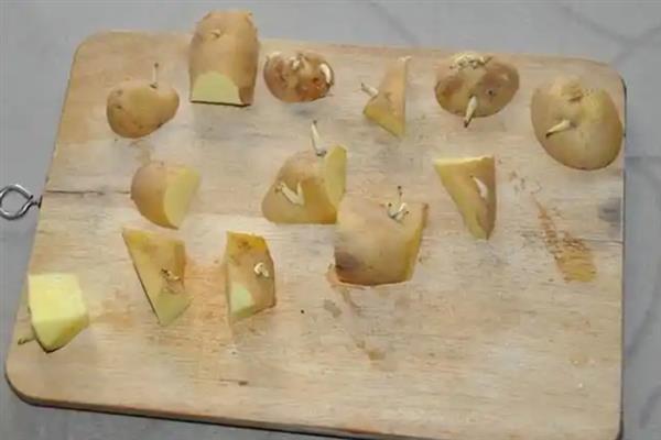 土豆发芽怎么种植，将其切块直接栽种到土壤中