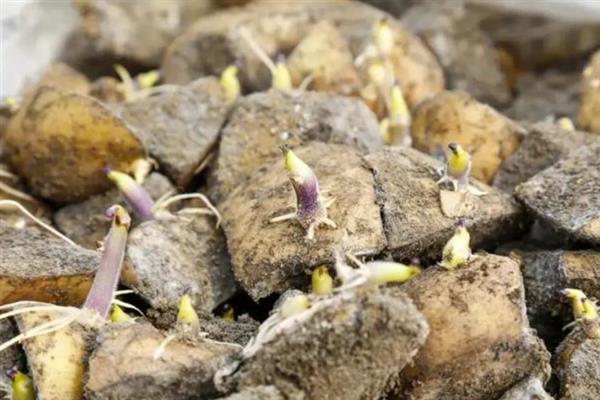 土豆发芽怎么种植，将其切块直接栽种到土壤中