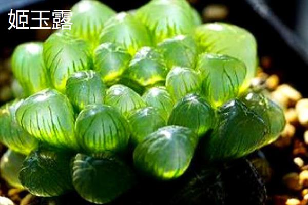 姬玉露和冰灯玉露的区别，体型、颜色和叶片均不同