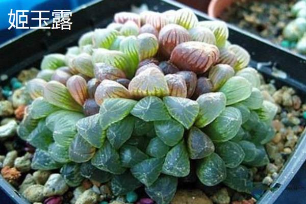姬玉露和冰灯玉露的区别，体型、颜色和叶片均不同