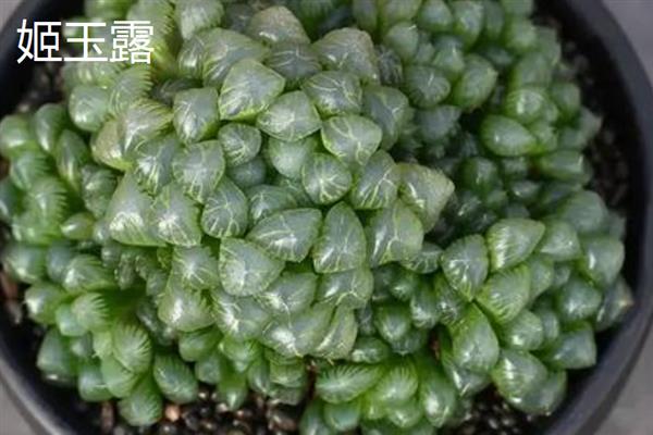 姬玉露和冰灯玉露的区别，体型、颜色和叶片均不同