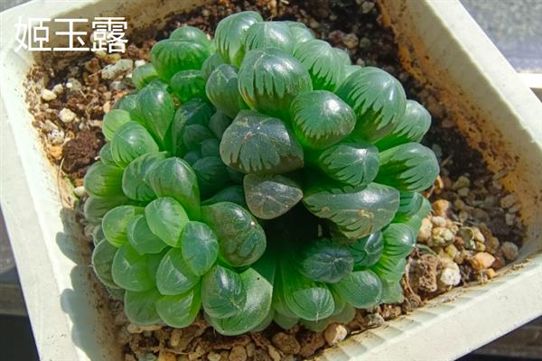 姬玉露和冰灯玉露的区别，体型、颜色和叶片均不同