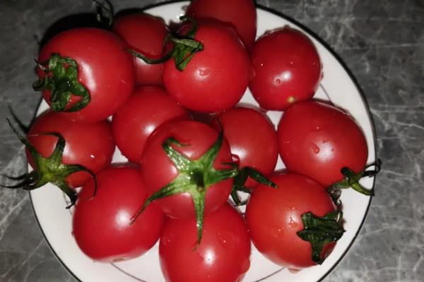 圣女果是不是转基因的，圣女果不是转基因食品