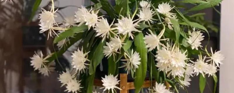 昙花能不能浇淘米水，浇施后能让植株长得更茂盛