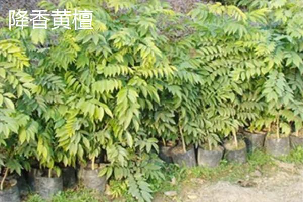 红木的分类，常见的有降香黄檀、檀香紫檀等