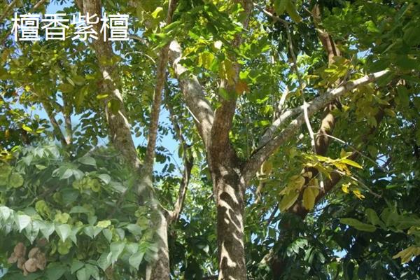 红木的分类，常见的有降香黄檀、檀香紫檀等