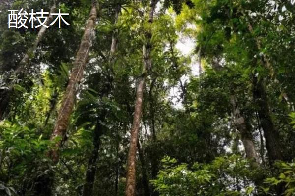 红木的分类，常见的有降香黄檀、檀香紫檀等