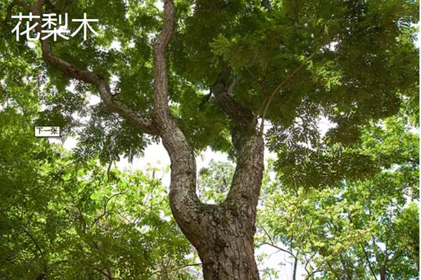 红木的分类，常见的有降香黄檀、檀香紫檀等