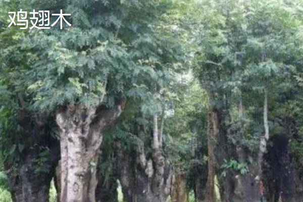 红木的分类，常见的有降香黄檀、檀香紫檀等