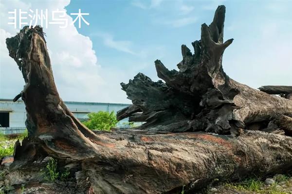 红木的分类，常见的有降香黄檀、檀香紫檀等