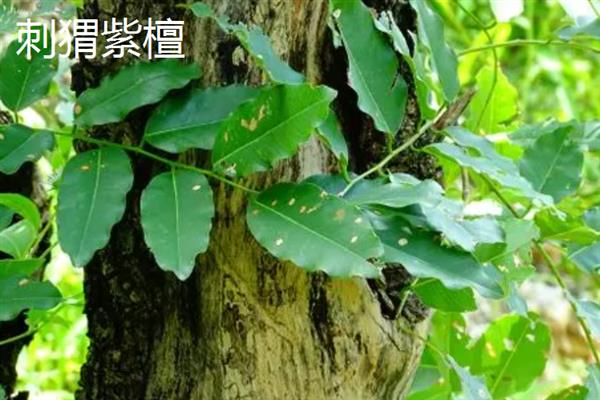 红木的分类，常见的有降香黄檀、檀香紫檀等