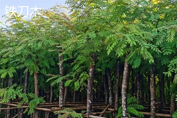 红木的分类，常见的有降香黄檀、檀香紫檀等