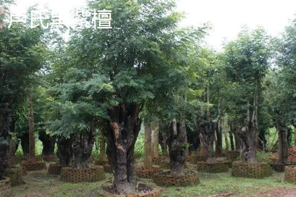 红木的分类，常见的有降香黄檀、檀香紫檀等
