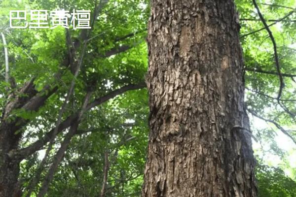 红木的分类，常见的有降香黄檀、檀香紫檀等