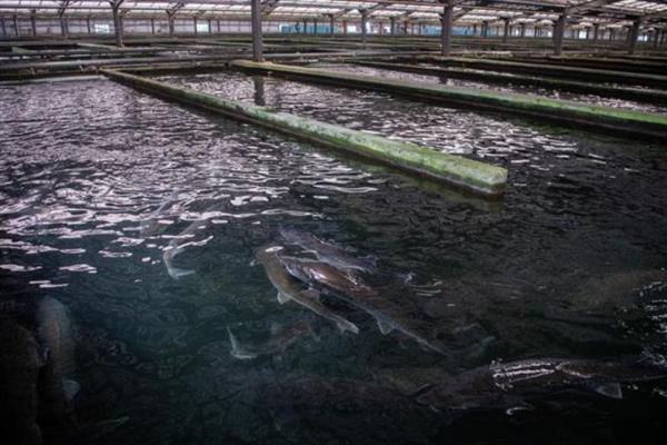 养殖鲟鱼的要求，酸碱值要控制在7.5左右