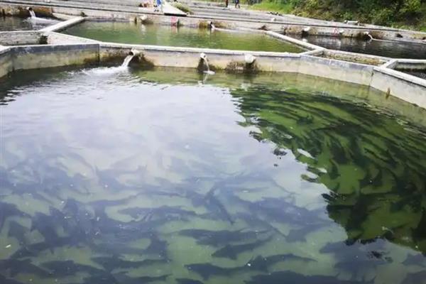 养殖鲟鱼的要求，酸碱值要控制在7.5左右