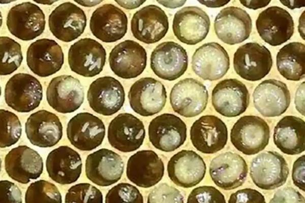 蜜蜂工产介王后的恢复时间，与工产的程度以及蜂王有关