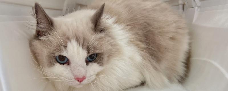 猫衣原体感染有何症状，一般会有眼结膜水肿、充血等表现