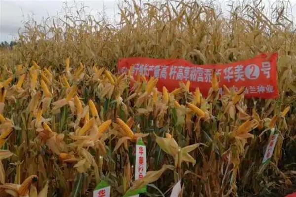 华美2号玉米种简介，出苗至成熟118天