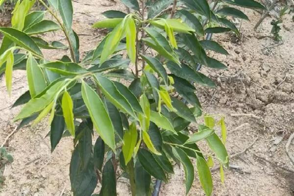 绿奇楠的适宜种植地点，以常温、高湿的环境为宜