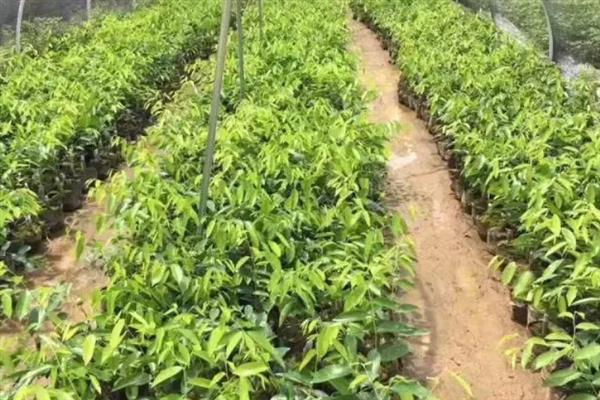 绿奇楠的适宜种植地点，以常温、高湿的环境为宜