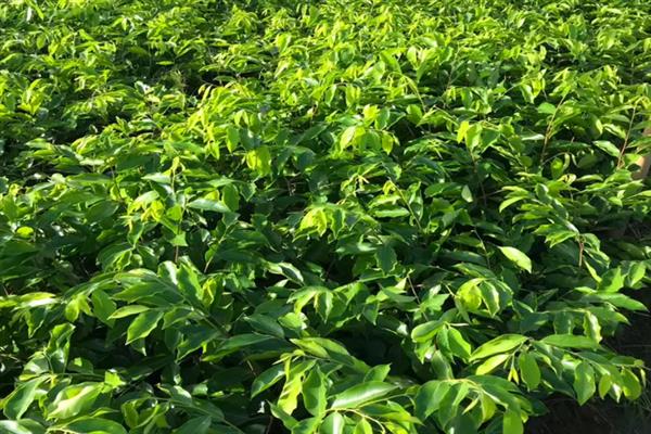 绿奇楠的适宜种植地点，以常温、高湿的环境为宜