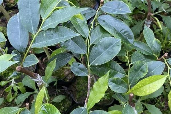 绿奇楠的适宜种植地点，以常温、高湿的环境为宜