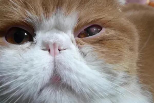 猫结膜炎怎么办，用温热的淡盐水敷眼能够杀菌消炎