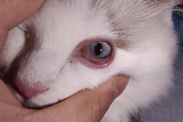 猫结膜炎怎么办，用温热的淡盐水敷眼能够杀菌消炎