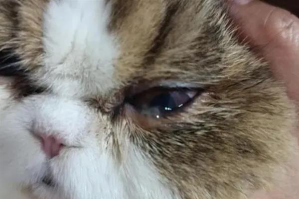 猫结膜炎怎么办，用温热的淡盐水敷眼能够杀菌消炎
